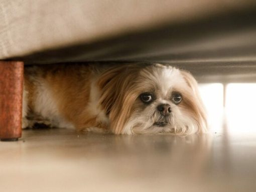 How to Keep Pets Calm During A Storm How to Keep Pets Calm During A Storm