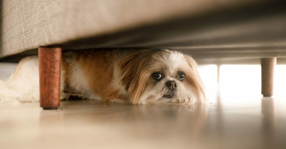 How to Keep Pets Calm During A Storm